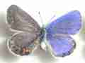 Lycaeides argyrognomom praeterinsularis (gynandromorph yamanashi-pre. japan) (Internet Image property of respective owner, non-commercial use only)
